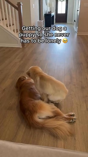 1.3M views · 46K reactions | Can you even? 凉 This moment melted me. They feel so safe with each other and every time they cuddle I can’t help but be so thankful for their bond already. #goldenretriever #dog #doglover #cuddling #cute | pearl.the.golden.girl | Facebook