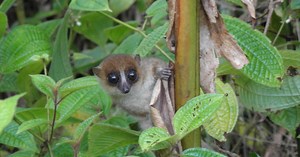 Une nouvelle espèce de petit lémurien identifiée à Madagascar