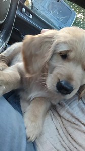 Molly 🩶 | SW Retrievers