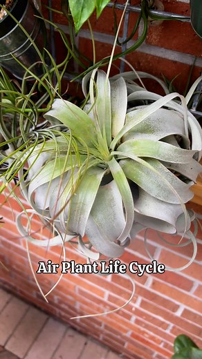 The trick to growing air plants (this one is a Tillandsia xerographica) is to give it a LOT of light. It likes a wide view of the sky and even a few hours of direct sun. If you’ve ever had one rot in you, try misting it a few times per week instead of soaking it. The more light it gets, the more you’ll have to mist it. Spray some air plant food on it once a month as well!Avoid dark corners and rooms. It’s a plant! So it needs lots of light to produce an offspring. What questions about air plants