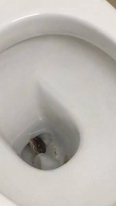 A reticulated python was spotted at the bottom of a toilet bowl in a shop in Upper Thomson twice in recent weeks. http://str.sg/49Zy VIDEO COURTESY OF LIM SZE HUI | The Straits Times