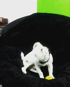 The MindShift Resident Furball, Mio, sure does challenge our energy levels on a #Monday. #officepets #StayMindShiftin' | MindShift Interactive
