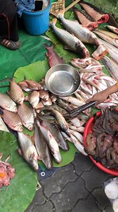 2.6K views · 40 reactions | Fresh Fish in Cambodia | Ros Rorn - រស់ រ៉ន | Facebook