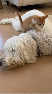 15K views · 81 reactions | A tiny kitten chose the softest place to nap This video was produced by Network Media and NV Media | Simulated Reality | Facebook