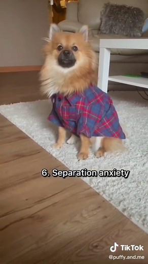 Puffy & me on TikTok