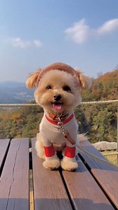 Pass the happy puppy！ IG:@tori_bangbang | LightInTheBox Wedding