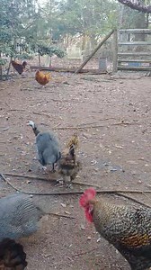Scrap bucket for breakfast? Yes please! #chicken #chickens #chickentv #chickensofinstagram | Hairy Farmpit Girls