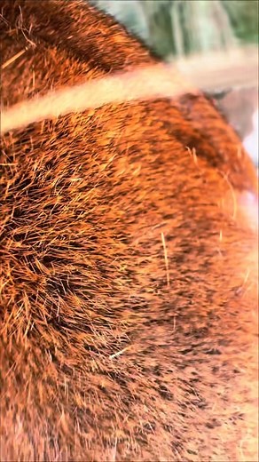 All the purrs from Yukon ❤️ #purring #purrbaby #wow#cougar #puma #mountainlion #floridapanther #purr #purr | Vishion Fashion