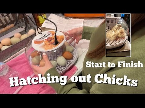 Hatching Chicks | Is it too EARLY? | Smart Incubator | Start to Finish