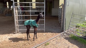 16K views · 915 reactions | Fiddlestix! Another boy, full brother to the gorgeous Humbug. | Mullacott Alpacas | Facebook