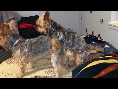 Yorkies mating