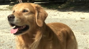 Golden Retriever Club of America hosts tracking competition - 47abc