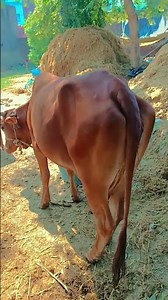 ♥️♥️♥️🌹🌹🥰🥰🥰