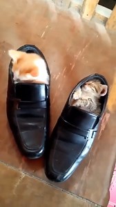 10K views · 219 reactions | Great example of persistence, never give up!. | Kasnaty Sugar | Facebook