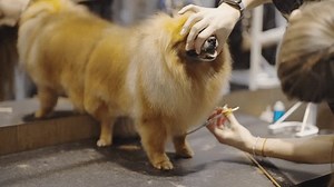 Séance de toilettage pour chien pour : vidéo de stock (100 % libre de droit) 3736660757 | Shutterstock