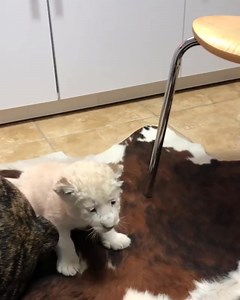 Bruno babysitting💙🐾❤️ . #lion #whitelion #boerboel #mastiff #oddfriends #betterthanhumans #zwfmiami #zwf | Freya