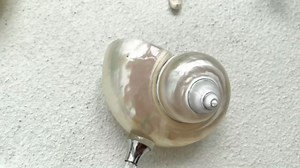 Set of 2 White Conch Shell Wine Glasses, Glass base, Rhinestone filled hollow handle, natural shell cocktail glass Martini glass party drinking highfoot, Wedding gift (White 2pcs)