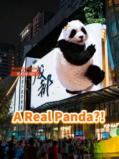 🐼😲A giant panda climbed a shopping mall in Chengdu, really? A cute digital 3D naked-eye panda has shown up in Chengdu. Standing at a height of about 20 meters, it delivers a stunningly realistic visual experience. Come and encounter it on the streets of Chengdu! #Chengdu #China #panda #3D | Modern Express 现代快报
