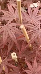 5 comments | ACER PALMATUM ‘FIREGLOW’ https://mrmaple.com/products/buy-acer-palmatum-fireglow-japanese-maple #mrmaple #acerpalmatum #instagood #red #fire #fireglow #japanesemaple #japanese #trees #treesofinstagram #picoftheday #plant #plantsofinstagram #garden #gardenlover #gardening #gardendesign #glow #redtree #pretty #giftideas #maple #lovered #follow #instagram #lovetrees #acerpalmatumfireglow | MrMaple.com | Facebook