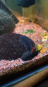Bloody mary #aquascape #plantedtank #viralreelsシ #fishtank #aquatic #aquarium #aquariumhobby #layoutdesign #viralpost #viral | AquaPedia