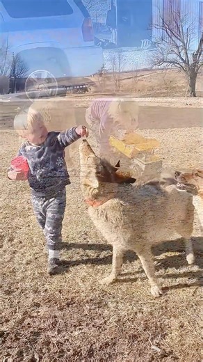 A family rescued an abandoned coyote baby and raised it until... 🥰 #animallover #animalrescue #animalsofinstagram #animalworld #animalplanet #animalsplanet #animalslover #loveanimals #coyote #wolf | AnimalLove Stories