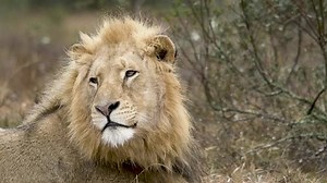 Lion Yawning Slow Motion Stock Footage Video (100% Royalty-free) 31565545 | Shutterstock