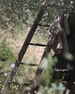 31K views · 2.7K reactions | 㮝 Autor: Drago Britvić Skladatelj: Dušan Šarac Aranžman: Joško Banov ℗ 1997 Croatia Records Video: Škrinjica | Škrinjica | Facebook