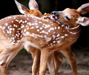 Florida whitetail deer are known for their reproductive behavior, often giving birth to twins during the fawning season. This biological phenomenon contributes to the species' population dynamics and is a notable aspect of their reproductive strategy in the diverse ecosystems of the state. #babcockranchecotours #babcockranchflorida #babcockranch #whitetaildeer | Babcock Ranch Eco Tour