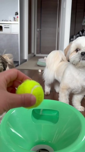 ボールランチャーで遊ぶ犬｜らんはるのお気に入り遊び