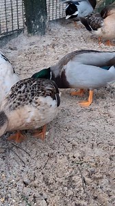 Canard mignon variété ventre jaune. Pour les amateurs de domestiques et plus particulièrement des canards mignons, appréciez-vous cette variété? Pour rappel il y a 23 variétés homologuées de canards mignon en France par la FFV. #canardmignon #callduck #zwergenten #patomignon #domesticduck #waterfowl #waterfowlhunting #canardcolvert #canarddomestique #yellowbellycallduck | Le canard Landais