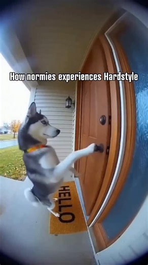 Randomly walking around a festival and end up at the Hardstyle stage 💀 | Dirty Workz