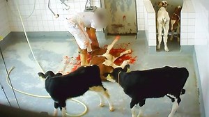 Baby Cows Stabbed in Front of Each Other - Then Sold as "Humane Meat"