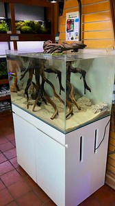 The Aba Aba Knifefish is one of the more unique species of knife...