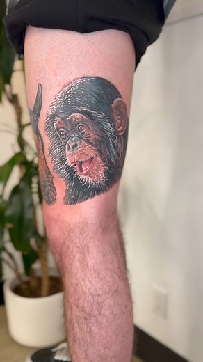 14K views · 22 reactions | Chimp Chimp Hooray  To book an appointment with @mikedevries shoot us a text or email!  (805)910-1444  bookings@mdtattoostudio.com #thousandoaks #thousandoakstattooartist #realismtattoo #mdwipeoutz #mdtattoostudio #reels | MD Tattoo Studio | Facebook
