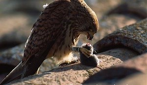 Amazing Kestrel Hunting And Hovering Mice - The Early Bird | Wild Animal World