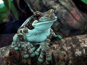 Mission golden eyed tree frog - Alchetron, the free social encyclopedia
