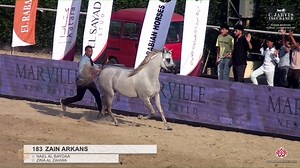 2.2K views · 63 reactions |  Rabab Arabian Horse Championship 2024 Colts 2 Years Old Section B (Class 7B) FIRST place for: "ZAIN ARKANS" ( NAEL AL BAYDAA x ZINA AL ZAHWA ) Breeder and Owner: Arkan | Arabian Essence di Elvis Giughera | Facebook