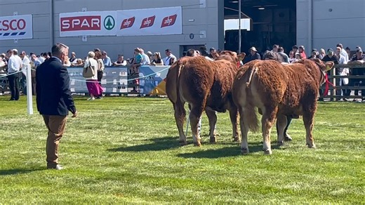 Sons of Claddagh McCabe who was bred by Adrian McCabe from county Cavan 👏👏 | Irish Limousin Society