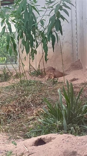 1.7K views · 54 reactions | Happy National Dog Day to our Timbavati “dogs” of the prairie!  Not many of the zoo animals cuddle like these guys. Be sure to give them a wave as they dart in and out of their community holes today. The park is open 9am-6pm. #unleashtheadventureattimbavati #nationaldogday #dogs #prairiedog #zoo #family #tuesday #lifeisgood #summer #picoftheday #fyp #dogdays #wisconsindells #lovethedells | Timbavati Wildlife Park | Facebook