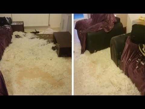 Dog Trashes Sofa For Fifth Time