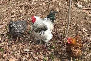 Identify the signs of highly contagious avian influenza in your small or backyard flock