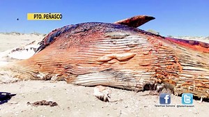 26K views · 108 reactions | La segunda ballena gris varada en Puerto Peñasco, fue encontrada en la playa Encanto, en un área de muy difícil acceso; mide aproximadamente 25 metros y con un peso aproximado de 25 toneladas. | Telemax Sonora | Facebook