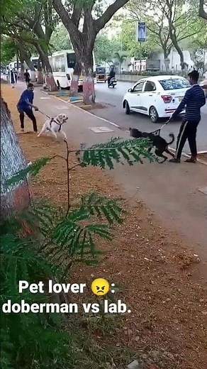 Doberman vs Labrador😠 #doberman #labrador #pets