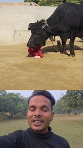 490K views · 11K reactions | Very smart buffalo 癩 #sigmarule #motivational #quotes #inspiration #inspirational #viralreels #fbreels #sigmaeule #trendingreels #foryoupage | Mohsin Motivation | Facebook