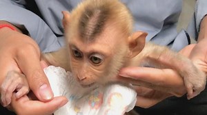 Papa Wear Diaper For Adorable Baby Zono Before Go To Sleep And Give Him Some Food | Monkey Kid