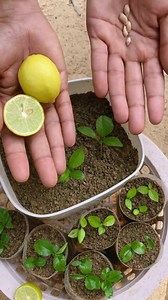 4.3K views · 49 reactions | How to Grow Your Own Lemon Tree From Seed | GreenLife Guides | Facebook