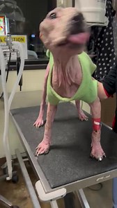 13K views · 2.2K reactions | #Helen Look who has turned the corner. If you haven’t seen my previous post please go back and check it out. She has had two blood transfusions, special baths and medical treatment along with tons of love. Hoping to meet this girl this week in Louisiana. ❤️ Thank you all for her prayers and thank you to the doctors and techs at Lafayette Veterinary Care Center. | Cathy Bissell | Facebook