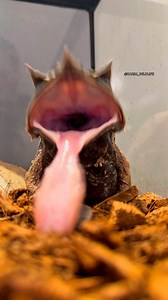 116K views · 3.4K reactions | Feeding this weird looking Pokemon勞 the LONG-NOSED HORNED FROG #frog #frogphotography #reptiles #reptilesphotography #longnosedhornedfrog #viral #scary #weird #animals #حيوانات #حيوانات_اليفه #حيوانات_نادره #حيوانات_غريبة | Karimwildlife | Facebook