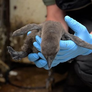 Zoo names endangered ‘mischievous’ penguin chicks after Oasis frontmen | Essex Live