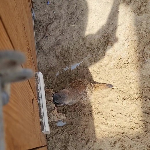 Here's a quick behind the scenes moment from when our zookeeper team...